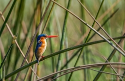 Kingfisher, Botswana